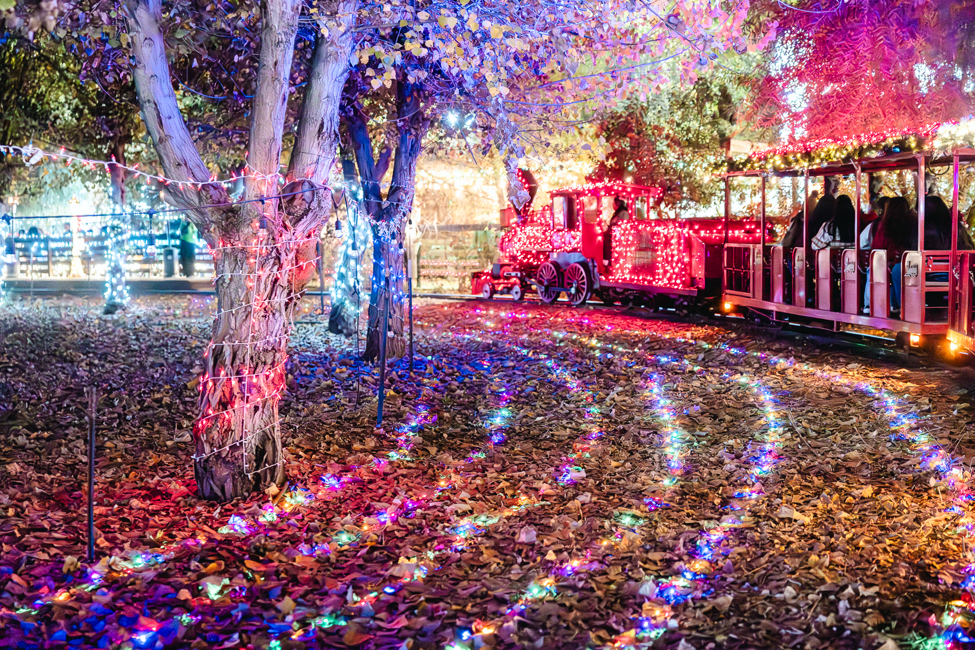 Live Oak Canyon train returns to station after a full-circuit run past light displays and Santa at the North Pole. (Photo credit: Ellis Evans)